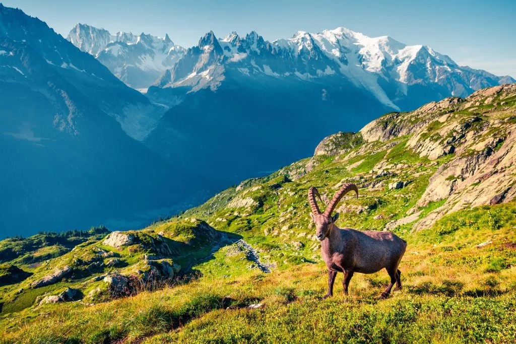 Ibex alpino (Capra Ibex) sobre el fondo del Mont Blanc (Monte Bianco)