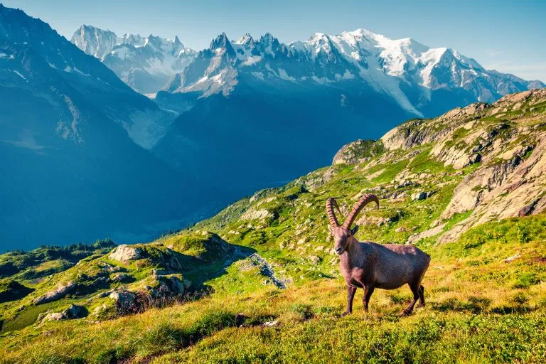 Alpensteinbock (Capra Ibex) auf dem Hintergrund des Mont Blanc (Monte Bianco)