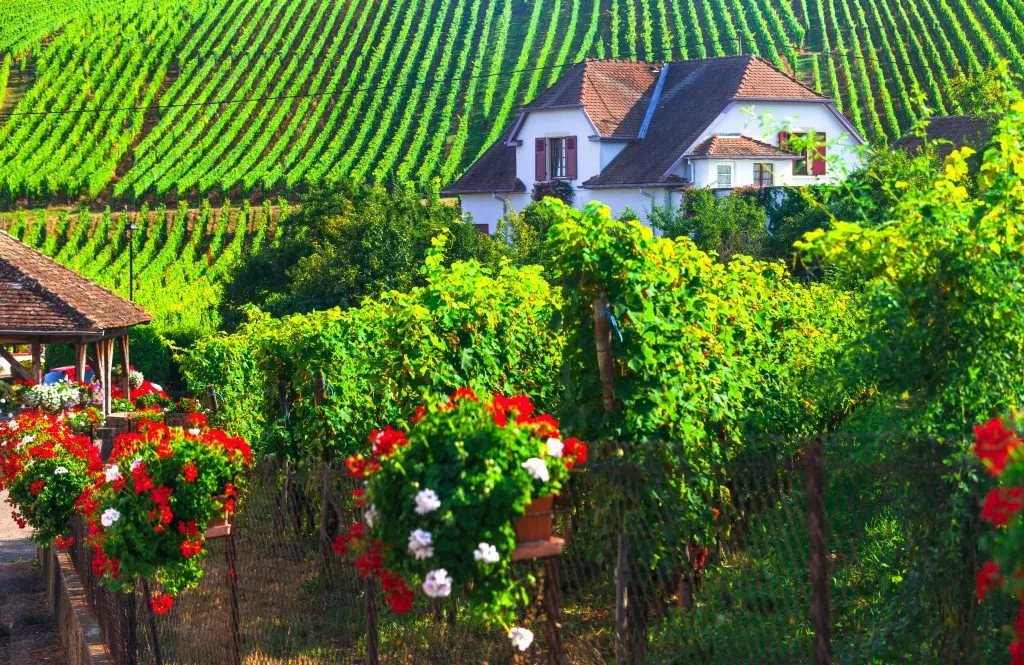 Elsassin alue Ranskassa - kuuluisa "Viinireitti" . kauniita viinitarhoja ja perinteisiä kyliä.