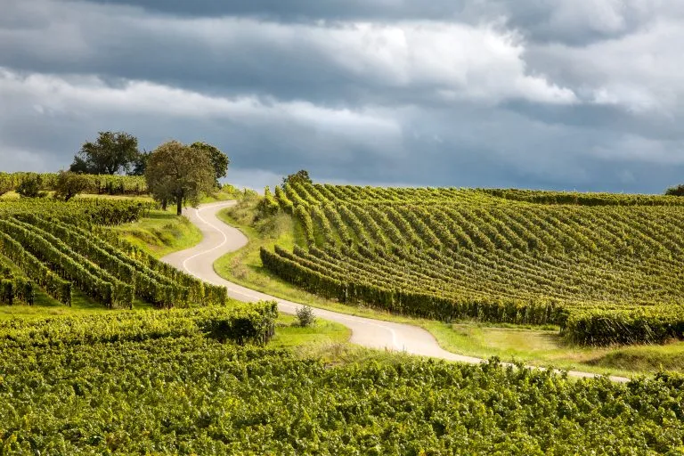 Route du vin im Elsass frankreich