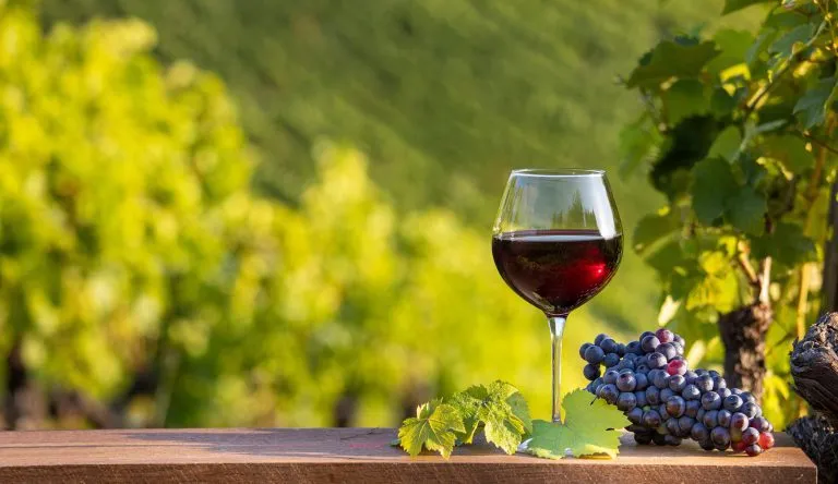 Rotwein und Rosinengras in den Weinbergen an der Sonne.