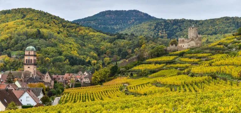 Wijngaard en stadsgezicht Kaysersberg, Elzas in Frankrijk
