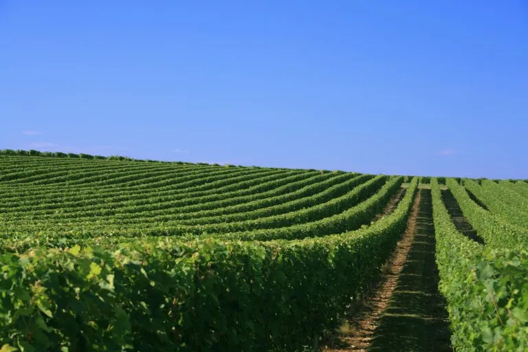 Loire wijngaard