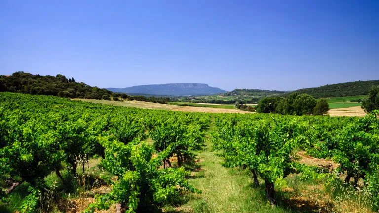 Kaunis näkymä viinitarhoille Provenceen